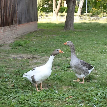 Apartamento Helmsstrasse Ii