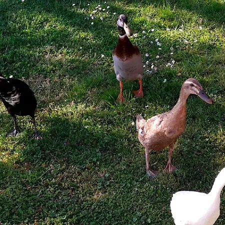 Helmsstrasse Ii Apartamento Ebstorf