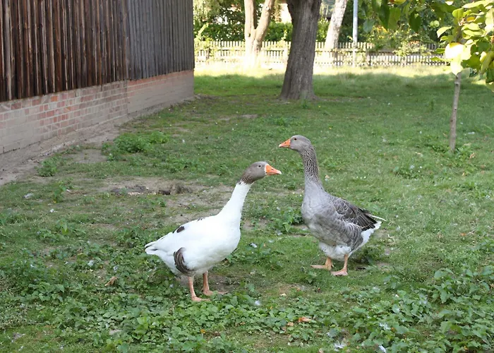 Lägenhet Helmsstrasse Ii