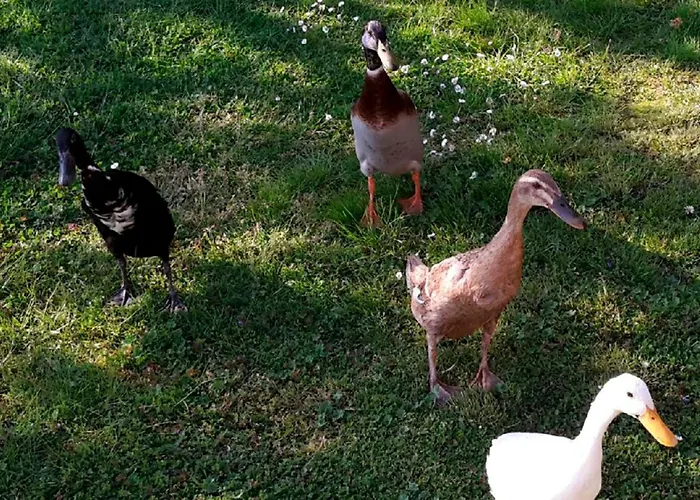 Helmsstrasse Ii Lägenhet Ebstorf